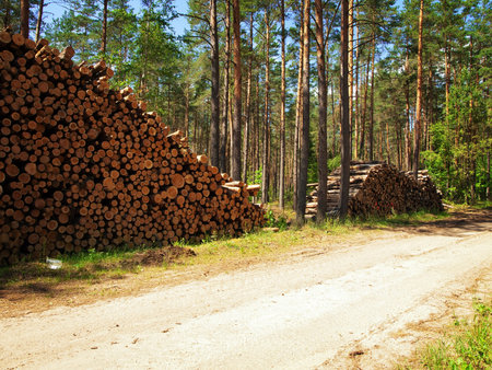 logs in the forest near road