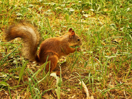 eating squirrel in the grass の写真素材