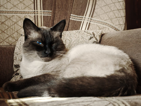 Cat with one blue open eye on the couch