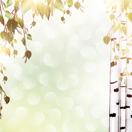 bright summer background with birch branches, copyspace for your textのイラスト素材