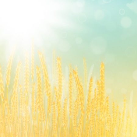 illustration of wheat field in sunny dayのイラスト素材