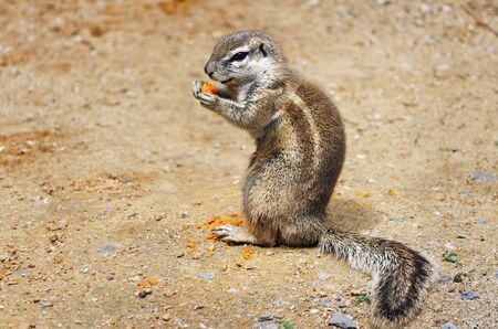 Little Ground Squirrel (Xerus inaurus) Eats Carrotの写真素材