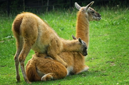 baby llama playing with her mother on the lawnの写真素材