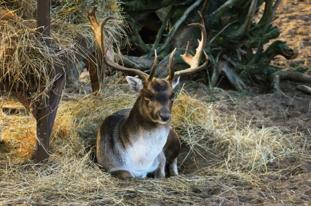 Portrait Of Deer Lying On The Groundの写真素材