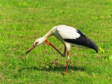 Stork Is Scratching Oneself Standing On One Legの写真素材