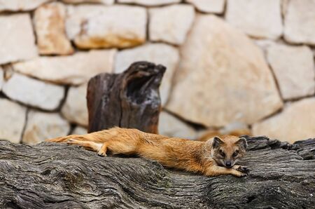 Common Mongoose Is Lying On The Felled Treeの写真素材
