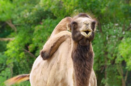 Portrait Of A Two-humped Camel Against The Green Vegetationの写真素材