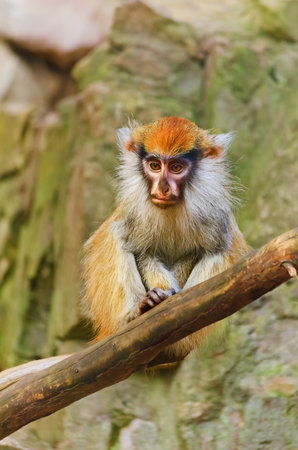 Patas Monkey Sitting On Dry Tree Bough