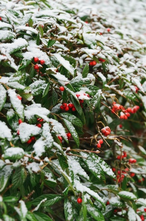 Green Bush With Red Berries Under The Snowの写真素材