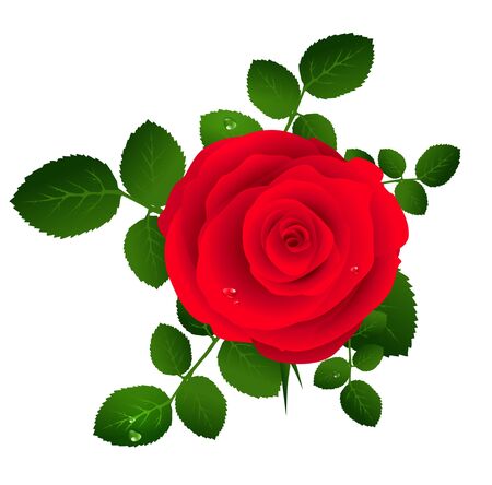 Single Red Rose With Green Leaves Over White Backgroundのイラスト素材