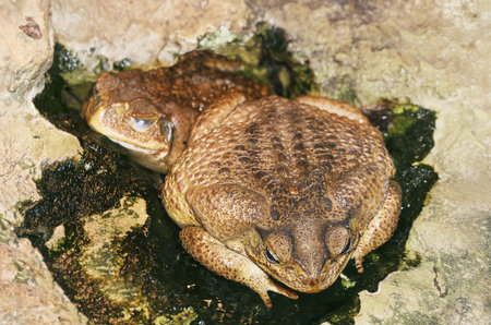 Two Toads In the Water Among The Stones
