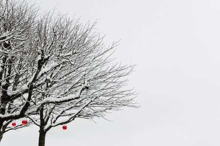 Winter Trees With Red Balls Under The Snow