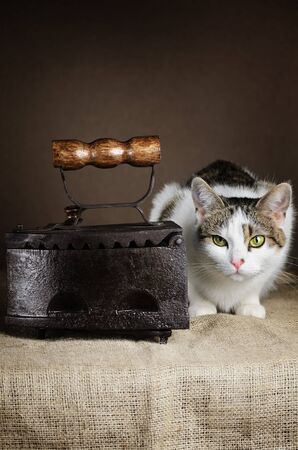 Mixed Breed Cat And Old Iron On The Tableの写真素材