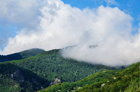 Carpathian Mountains Covered With Virgin Forests  Romania