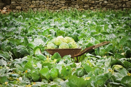 Wheelbarrow With A Crop Of Cabbage In The Cabbage Fieldの写真素材