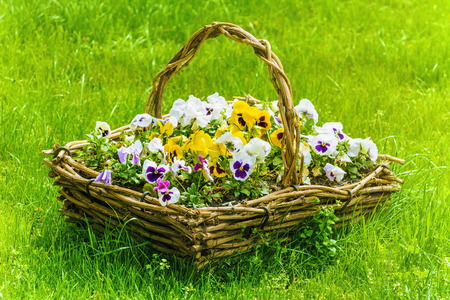 Bunch Of Flowers In The Basket Among The Grassの写真素材