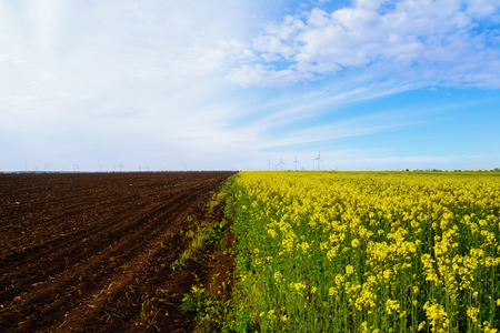 Plowed Field Next To The  Field Of Colza  Real Collage Created By Nature And Manの写真素材