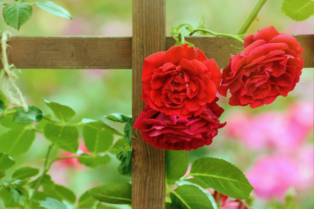 Three Red Roses On The Fence In Roses Gardenの写真素材