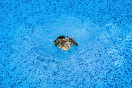 Young Seagull Is Bathing In The Poolの写真素材