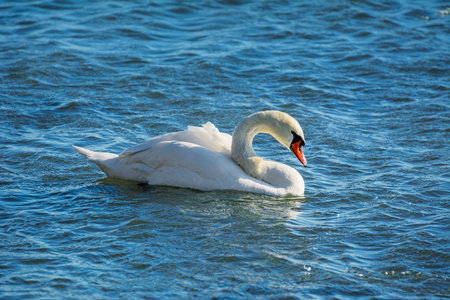 Graceful Swan On The Water