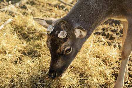 Deer Without Horns Eating Hayの写真素材