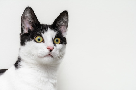 Portrait Of Domestic Kitten Against The Light Backgroundの写真素材