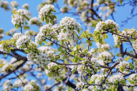 Cherry-plum Flowers