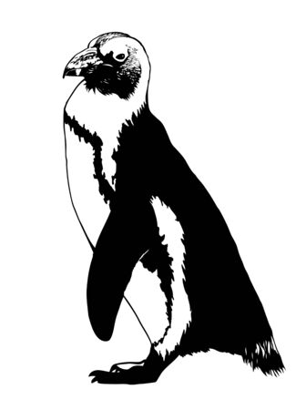Illustration of Single Penguin in Black and Whiteのイラスト素材