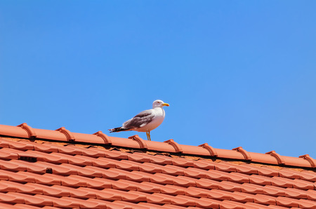 Seagull on the Top of the Roofの写真素材