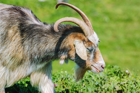 Portrait of Nanny Goat in the Green Pastureの写真素材
