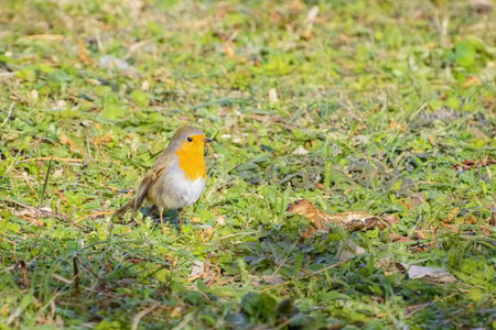 An European Robin on the Grassの写真素材