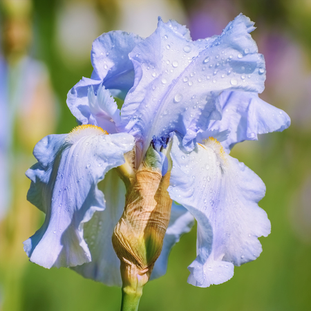 Flower of a Blue Iris over the Blured  Backgroundの写真素材