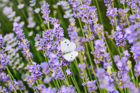 Cabbage White Butterfly on the Lavender Flowerの写真素材
