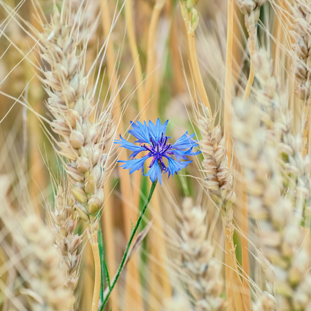 Blue Cornflower among the Wheatの写真素材