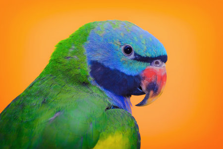 Lord Derbys Parakeet over the Yellow Background