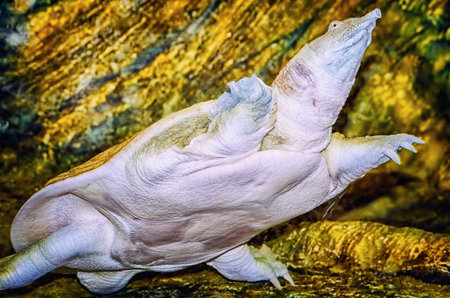 Swimming Indian Flapshell Turtle