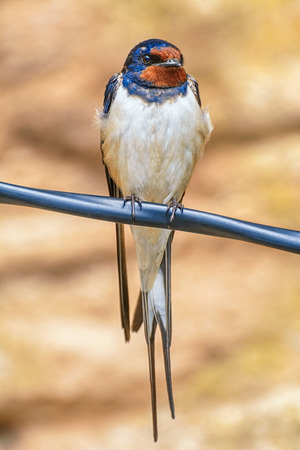 Swallow sitting on the Wireの写真素材