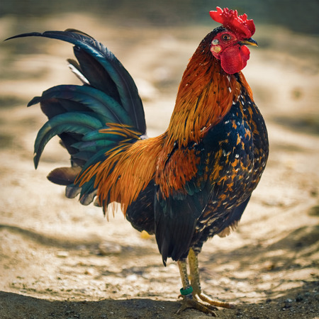 Brown Leghorn Rooster Standing on the Groundの写真素材