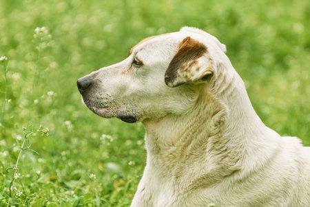 Portrait of Mongrel Dog against the Grass Background