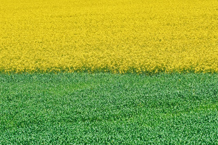 Field of Ripe Colza and Green Wheatの写真素材