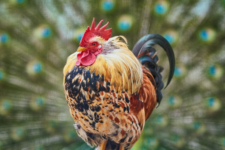 Rooster against the Background of Peacock Tailの写真素材