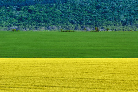 Barley and Rapeseed Field in front of Forestの写真素材