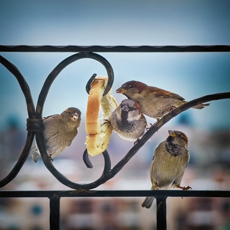 Four Sparrows Eating White Bread on Balcony