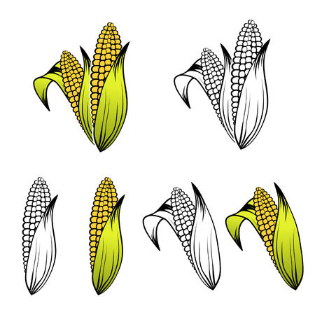 Different Corn Collection Over White Backgroundのイラスト素材