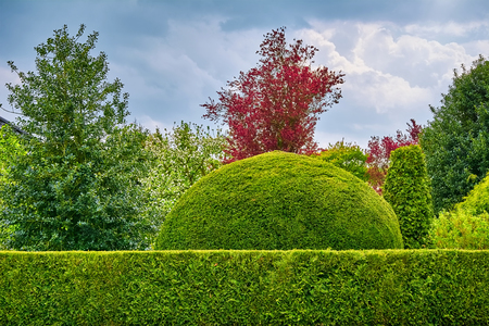 Round Shape Bush behind the Hedgerowの写真素材