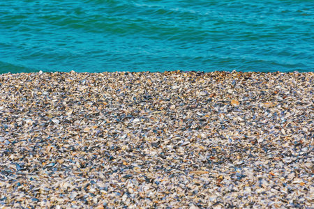 Black Sea Shore Covered with Shells of Mussels