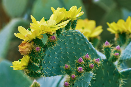 Blossom of Opuntia in Balchik Botanical Garden, Bulgaria