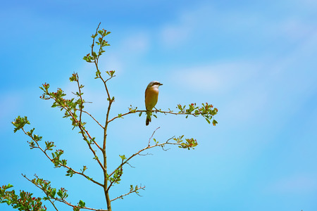 Red-backed Shrike (Lanius Collurio) Perched on the Branchの写真素材