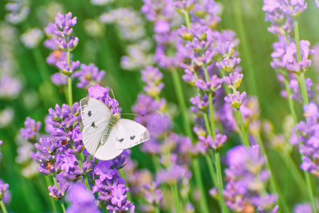 Cabbage White Butterfly on the Lavender Flowerの写真素材