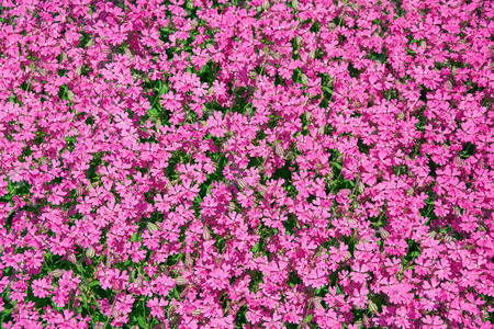 Background from Spring Flowersの写真素材